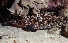 Raja Ampat 2016 - Epinephelus howlandi - Blacksaddle grouper - Merou a selle noire -  IMG_4522_rc